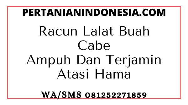 Racun Lalat Buah Cabe Ampuh Dan Terjamin Atasi Hama